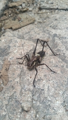 Paratlanticus ussuriensis