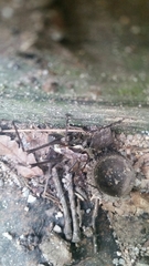 Paratlanticus ussuriensis