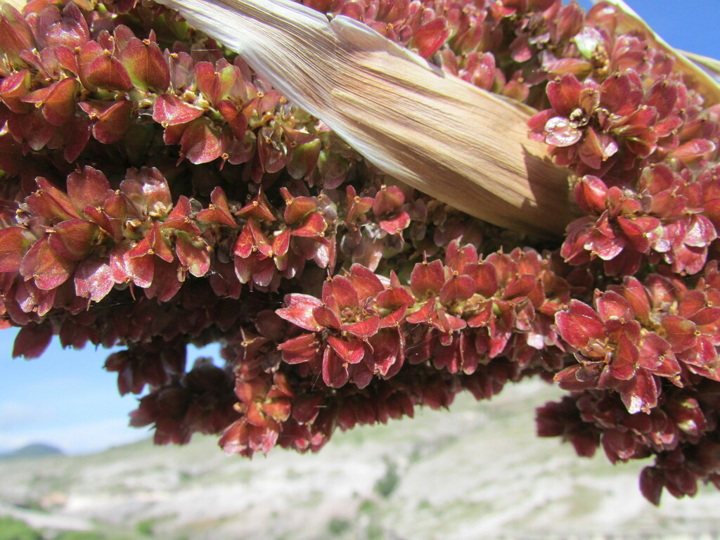 Dasylirion serratifolium