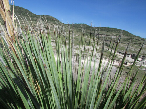 Dasylirion serratifolium