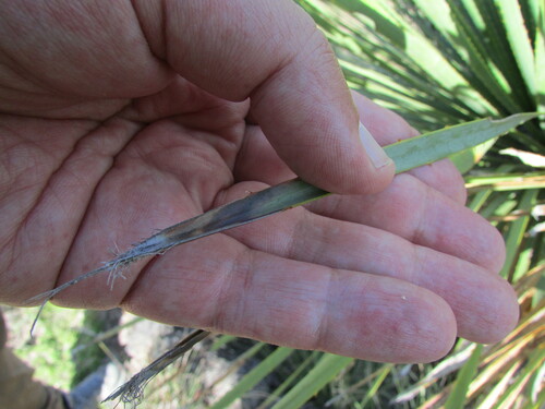 Dasylirion serratifolium