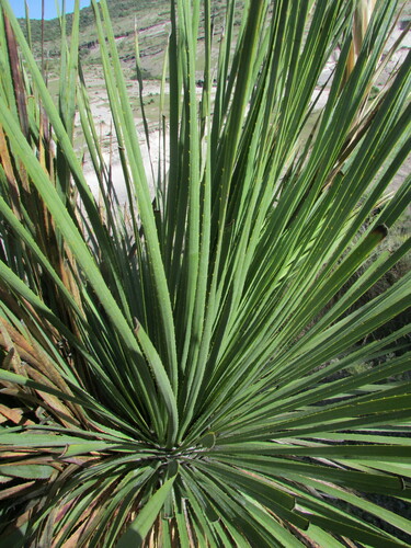 Dasylirion serratifolium