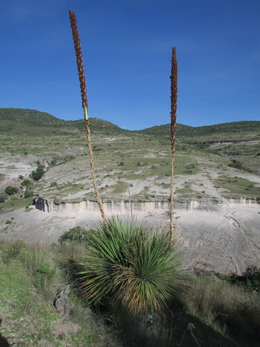 Image of Dasylirion serratifolium by (c) Carlos Martorell, some rights reserved (CC BY)