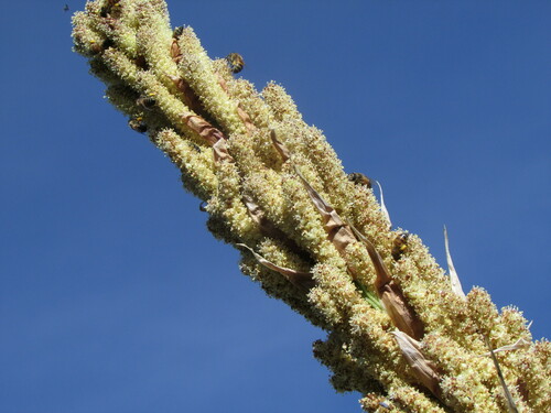 Image of Dasylirion serratifolium by (c) Carlos Martorell, some rights reserved (CC BY)
