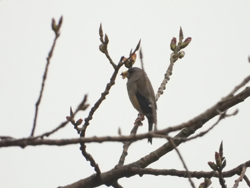 Chinese Grosbeak (Eophona migratoria), photo 8