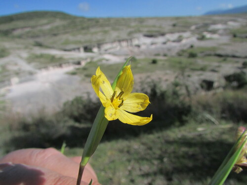 Sisyrinchium exalatum