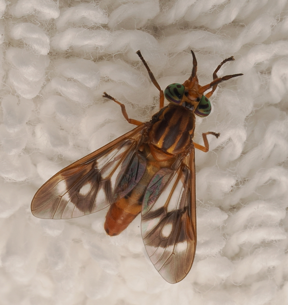 Variegated Deer Fly
