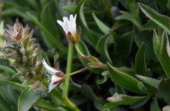 Cerastium beeringianum