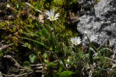 Cerastium beeringianum