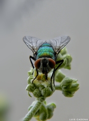 Lucilia