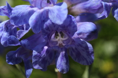 Penstemon cyananthus