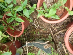 Plestiodon chinensis