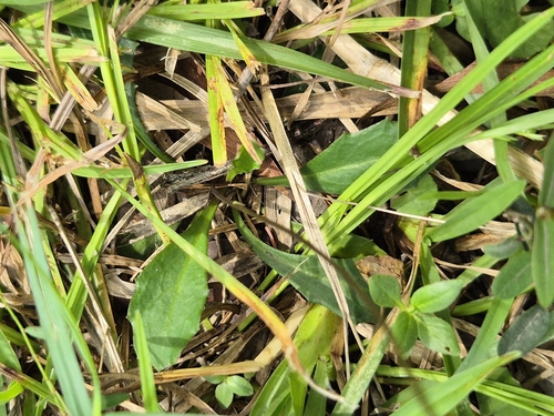 Image of Lagenophora sublyrata by no rights reserved