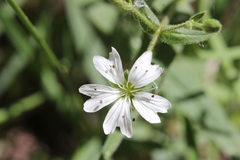Pseudostellaria