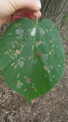 Phyllonorycter tiliacella
