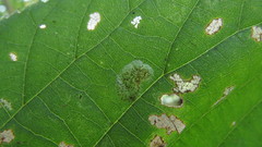 Phyllonorycter tiliacella