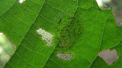 Phyllonorycter tiliacella