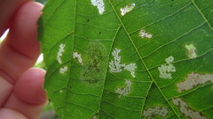 Phyllonorycter tiliacella
