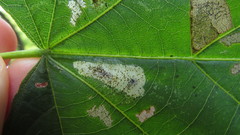 Phyllonorycter tiliacella