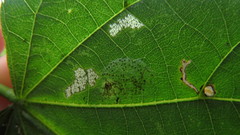 Phyllonorycter tiliacella