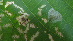Phyllonorycter tiliacella
