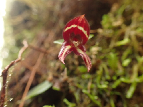Image of Lepanthes carunculigera by no rights reserved