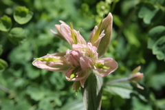 Castilleja rhexiifolia