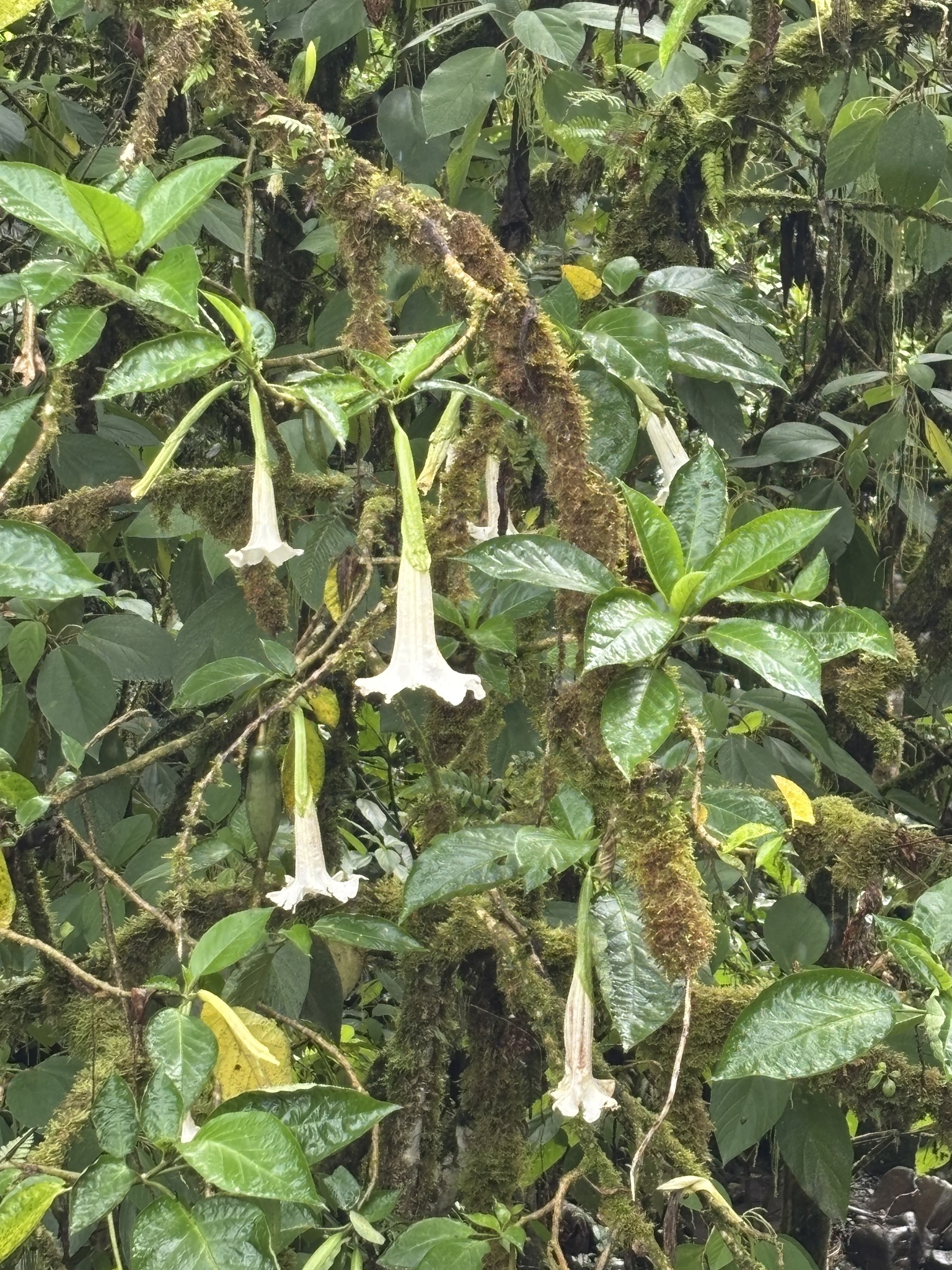 Foto de Brugmansia arborea (L.) Steud.