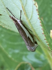 Crambus hamella