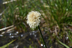 Calliscirpus criniger
