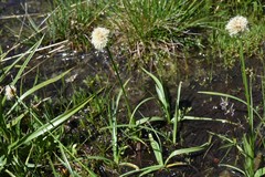 Calliscirpus criniger