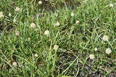 Calliscirpus criniger