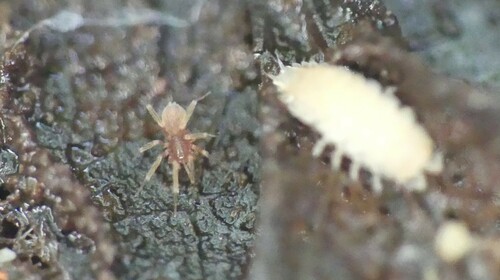 Theotima minutissima