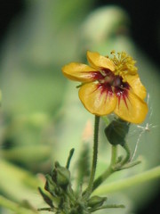 Abutilon trisulcatum