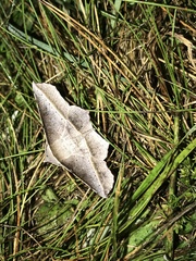 Oenochroma vetustaria