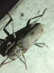 Eburia mutica