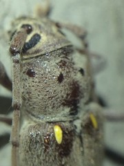 Eburia mutica