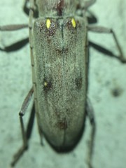 Eburia mutica