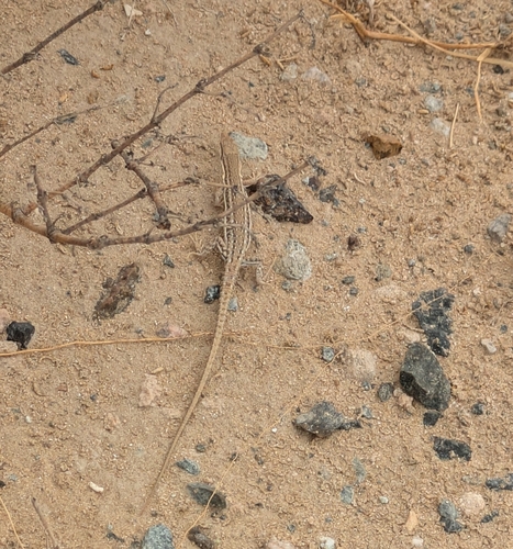 Hadramaut Sand Lizard, Mesalina adramitana