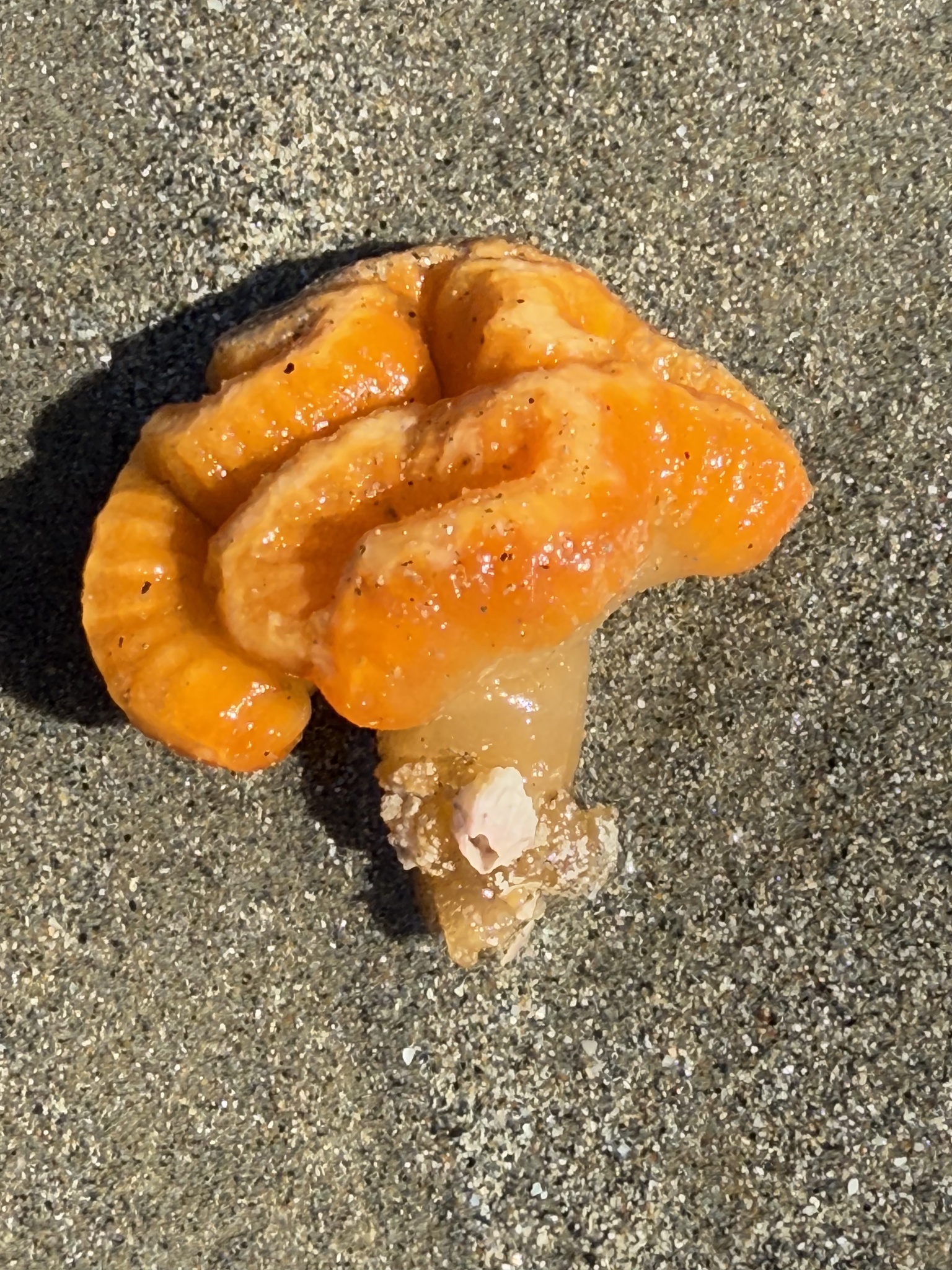 Sycozoa cerebriformis (Quoy & Gaimard, 1834)