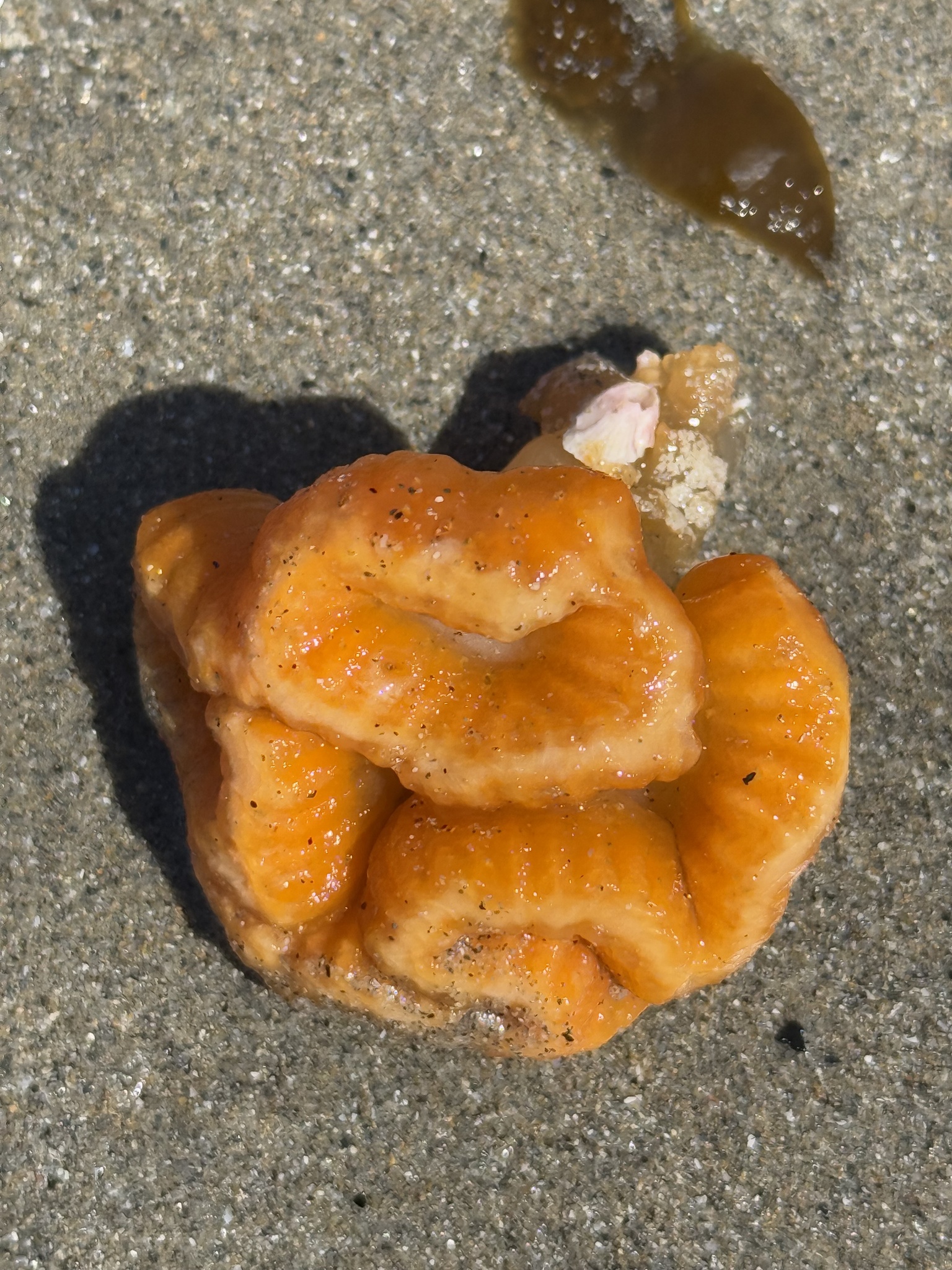 Sycozoa cerebriformis (Quoy & Gaimard, 1834)