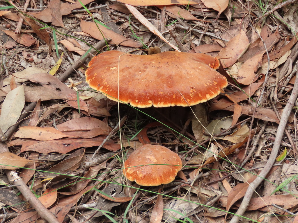 Fomitopsis hartmannii · February 2025 · photo: © ian_mcallan (iNaturalist, cc-by-nc)