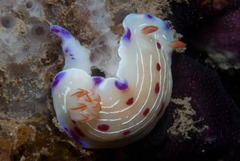 Hypselodoris