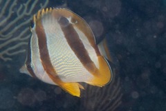 Chaetodon marleyi