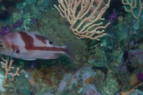 Dageraad (Chrysoblephus cristiceps) — Sparidae