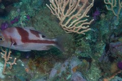 Chrysoblephus cristiceps