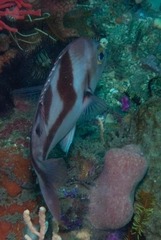 Chrysoblephus cristiceps