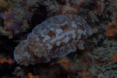Aphelodoris brunnea