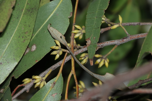 Image of Eucalyptus tindaliae by (c) Greg Tasney, some rights reserved (CC BY-SA)