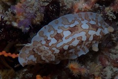 Aphelodoris brunnea